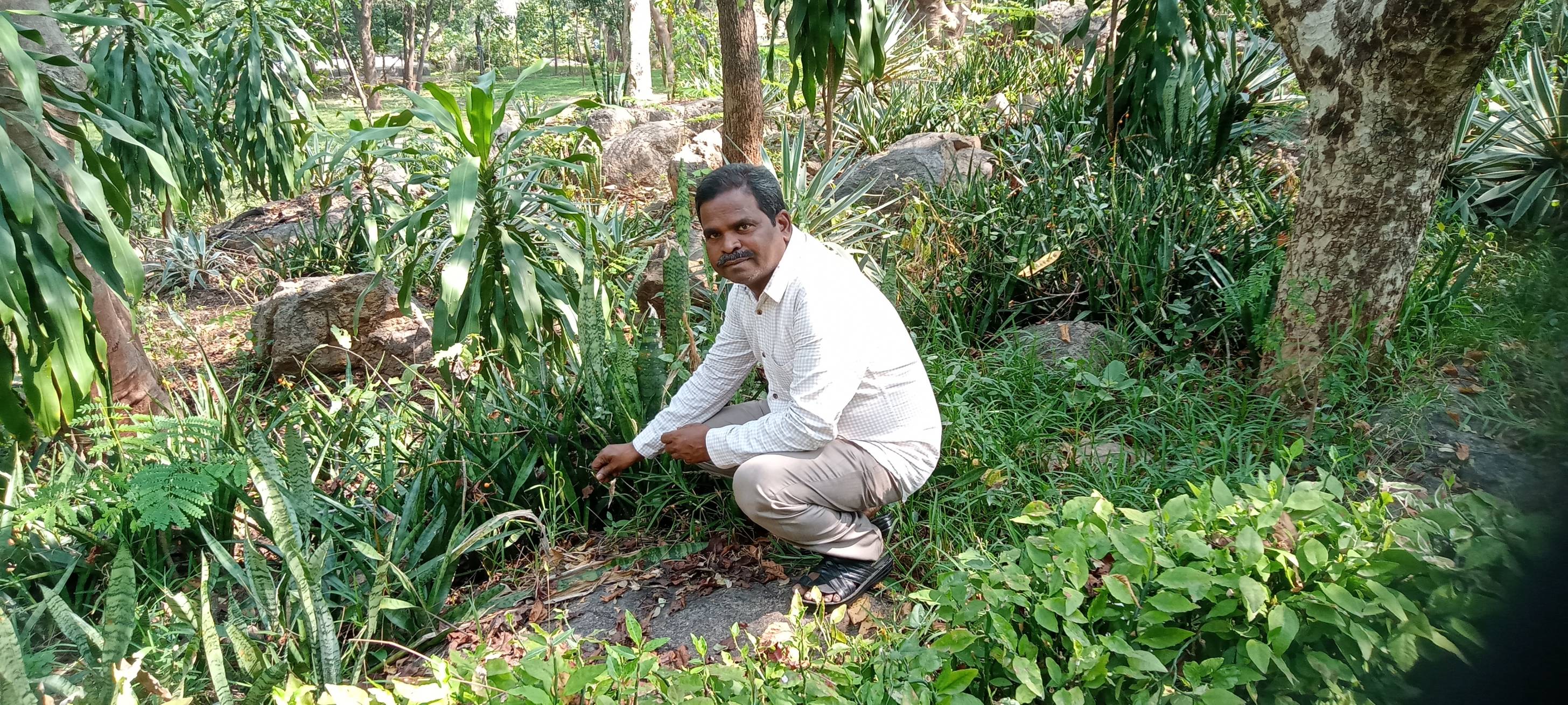 " Program on to preserve and proliferate the endangered species “Cycas beddomei”. 
