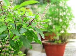 Cultivation of Tulsi