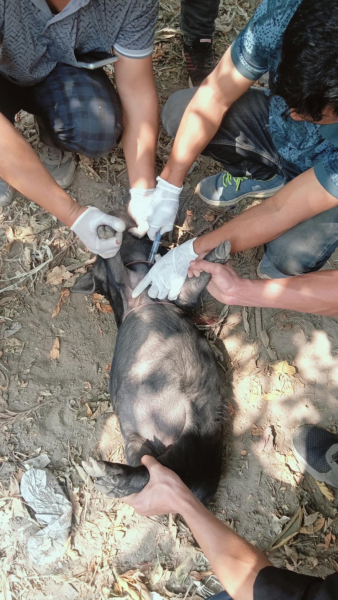 Animal Care and Vaccination Programme