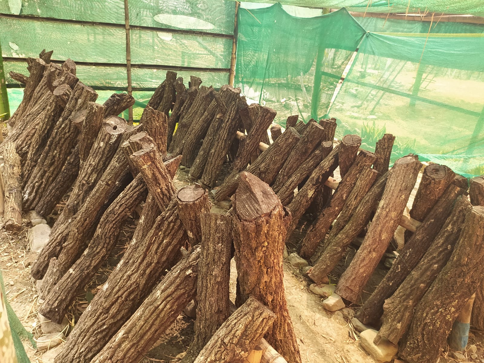 CASE STUDIES OF SHIITAKE MUSHROOM (Lentinula edodes)