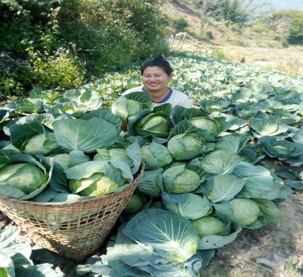 Rebuilding Livelihood Through Organic Cabbage Cultivation