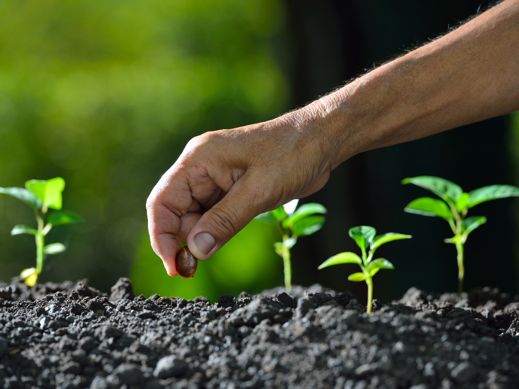 Quality Seed Access Production