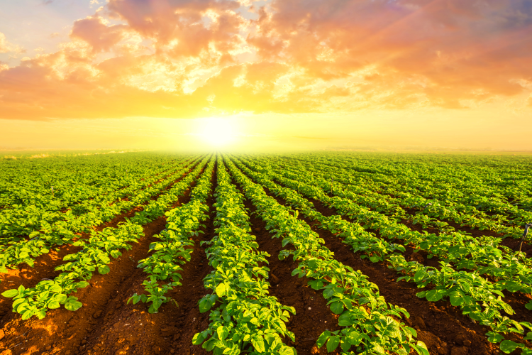 Farmers Sector Provisional Fund